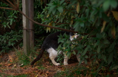 猫と見つめあい