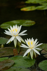 睡蓮（Water lily）