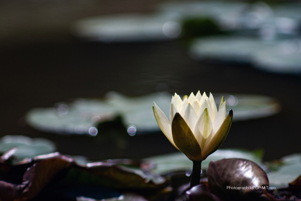 Water lily (睡蓮）