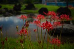 ヒガンバナ（曼珠沙華　cluster amaryllis）7