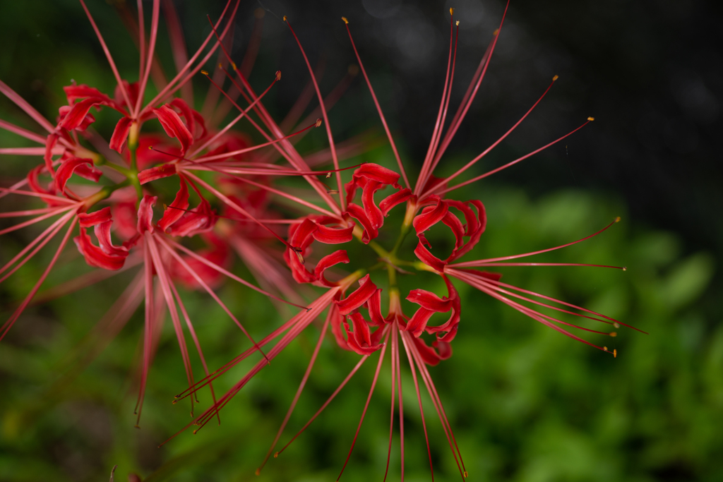 ヒガンバナ（曼珠沙華　cluster amaryllis）