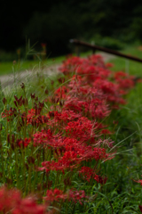 ヒガンバナ（曼珠沙華　cluster amaryllis）　４