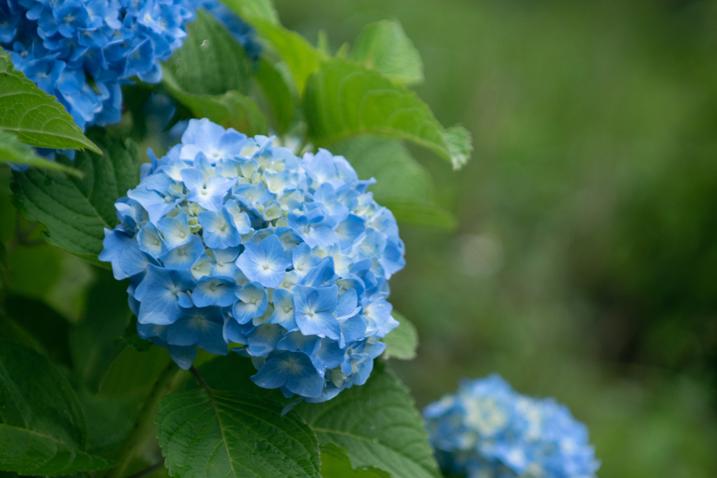 紫陽花