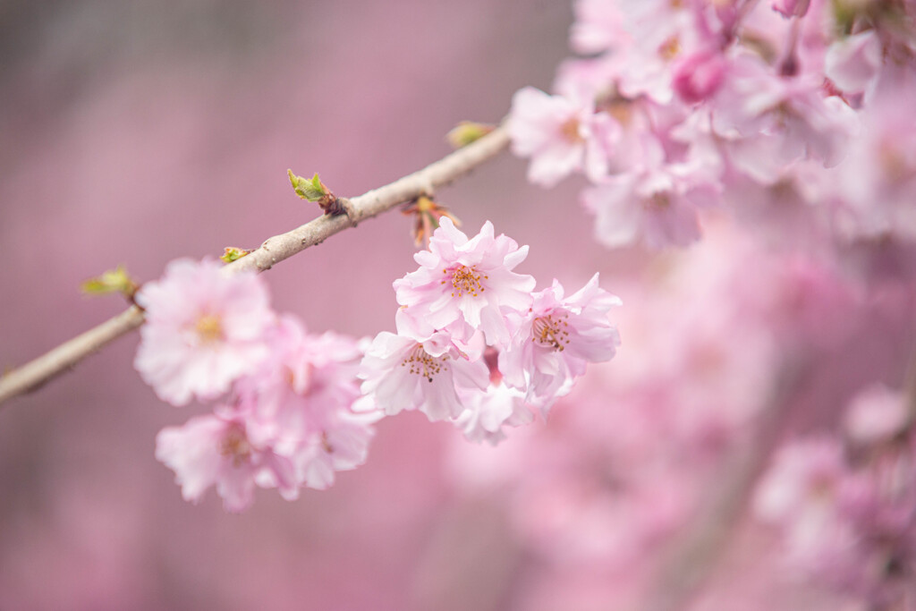 枝垂れ桜４