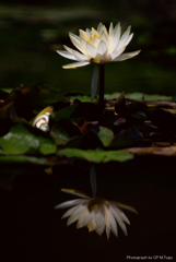Water lily (睡蓮）