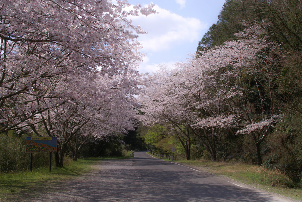 桜の道（Cherry blossom road）4