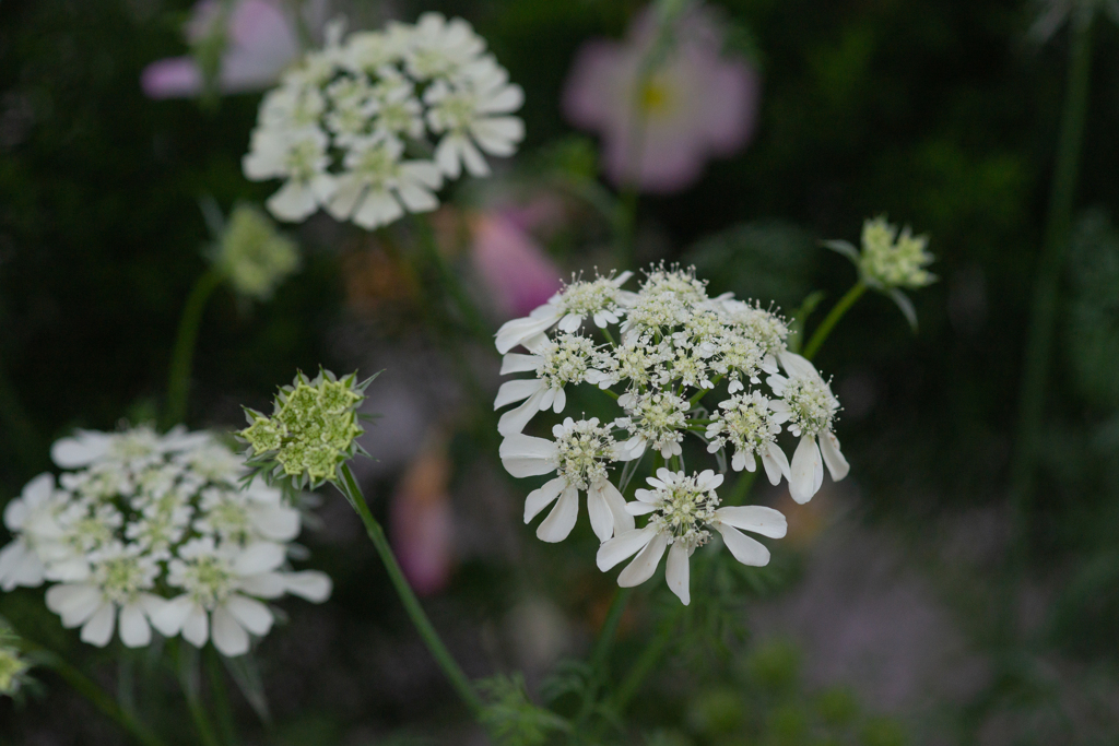 オルレア　ホワイトレース