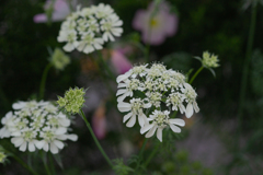 オルレア ホワイトレース