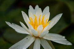 睡蓮　　白　　雨の後