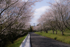 桜の道(Cherry blossom road)2