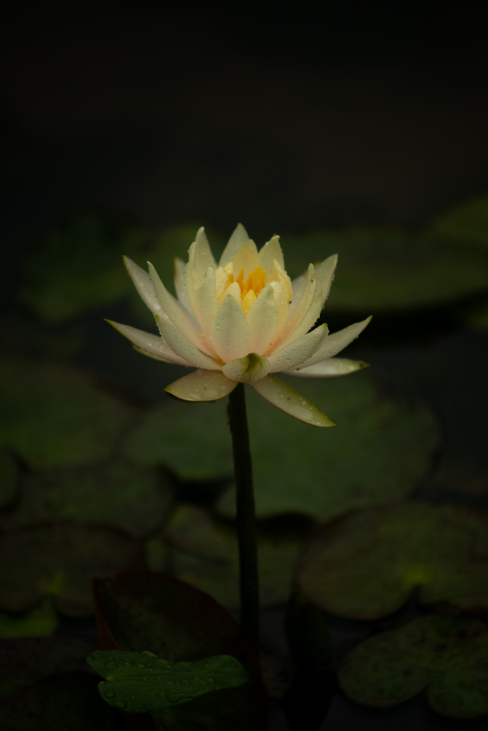 睡蓮（Water lily）