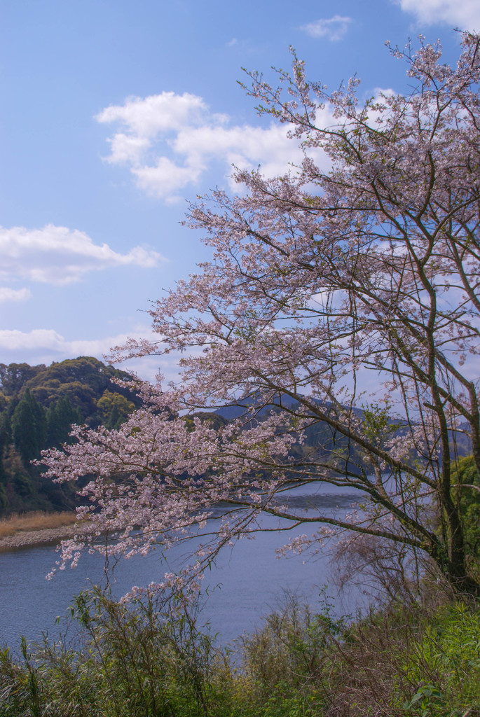 桜の道（Cherry blossom road）6