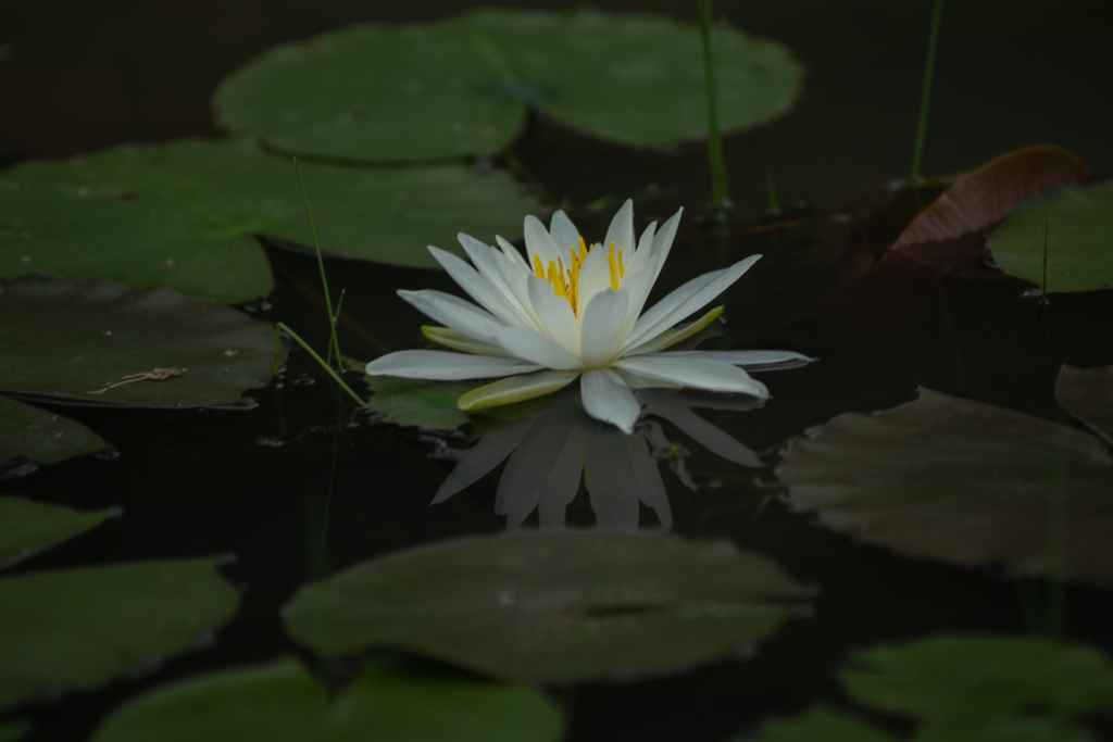 白　睡蓮