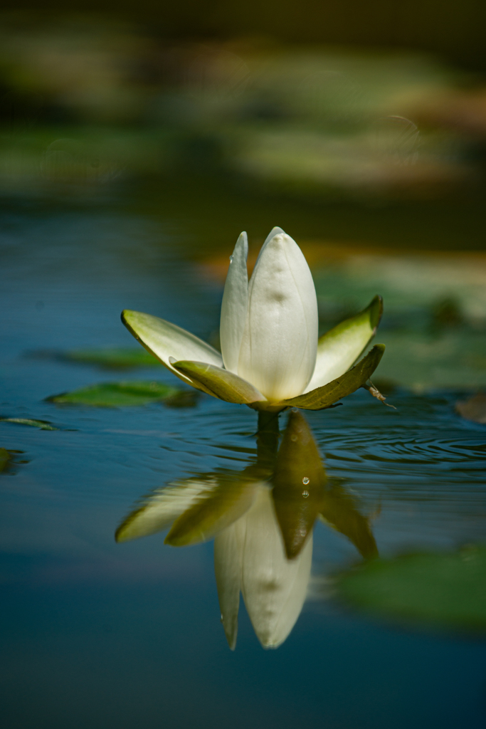 Water lily (睡蓮）