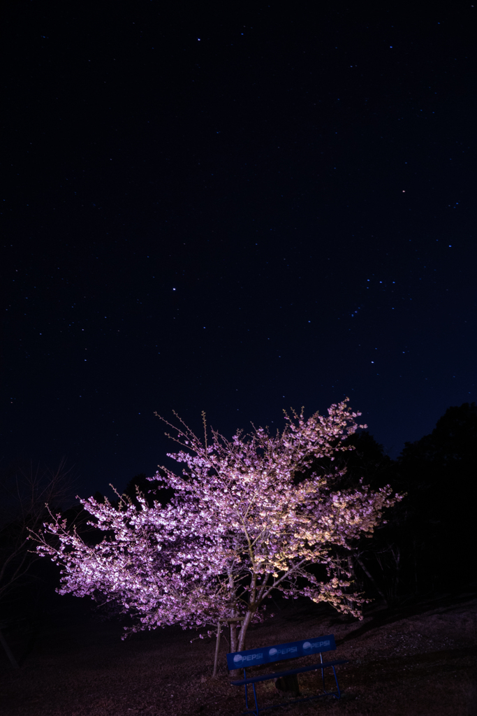 夜桜