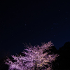 夜桜