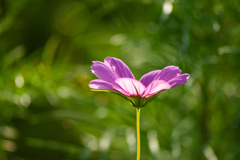 夏桜１