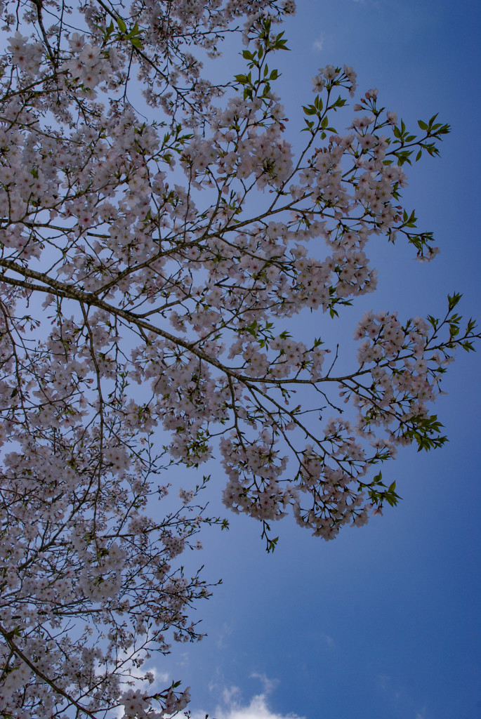桜の道（Cherry blossom road）3
