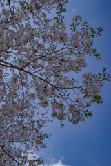桜の道(Cherry blossom road)3