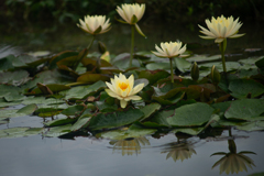 睡蓮（Water lily）