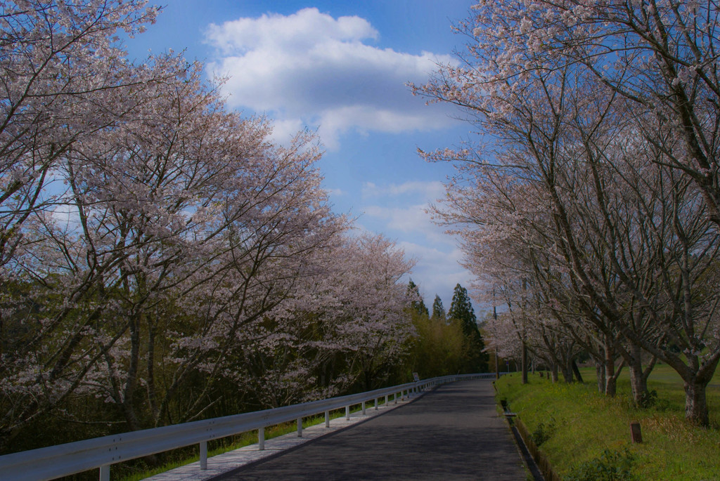 桜の道（Cherry blossom road）