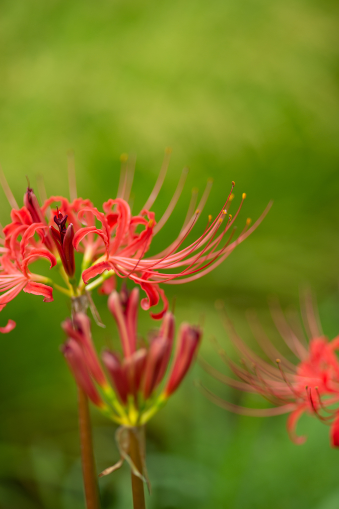 ヒガンバナ（曼珠沙華　cluster amaryllis）６
