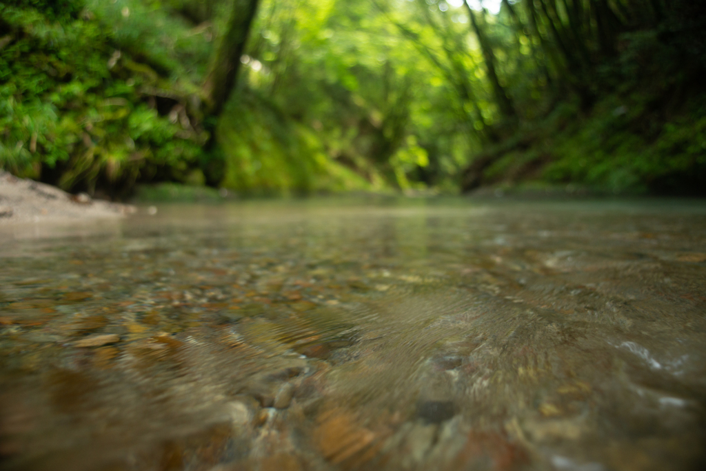 大出水の湧水