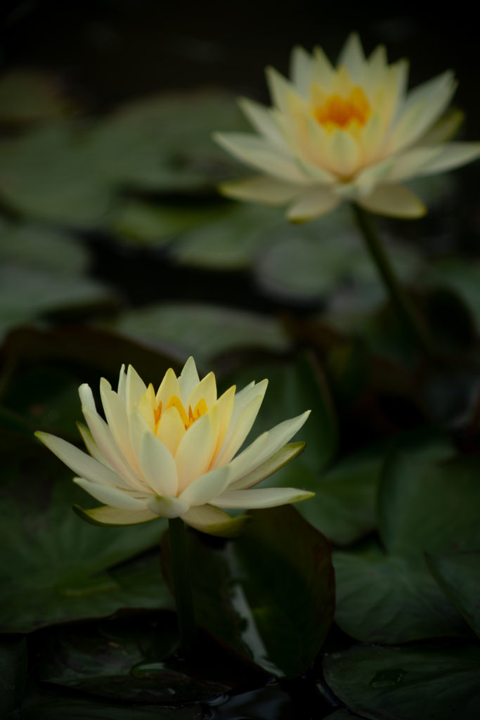 睡蓮１
