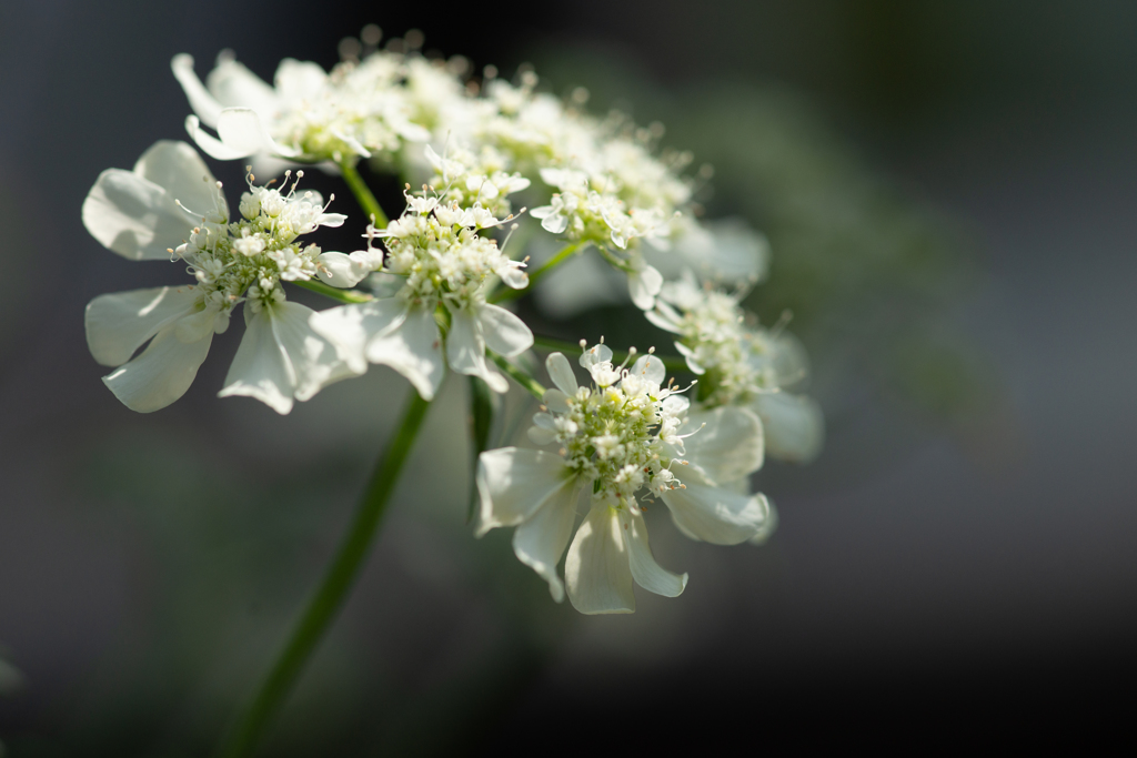 オルレア　ホワイトレース