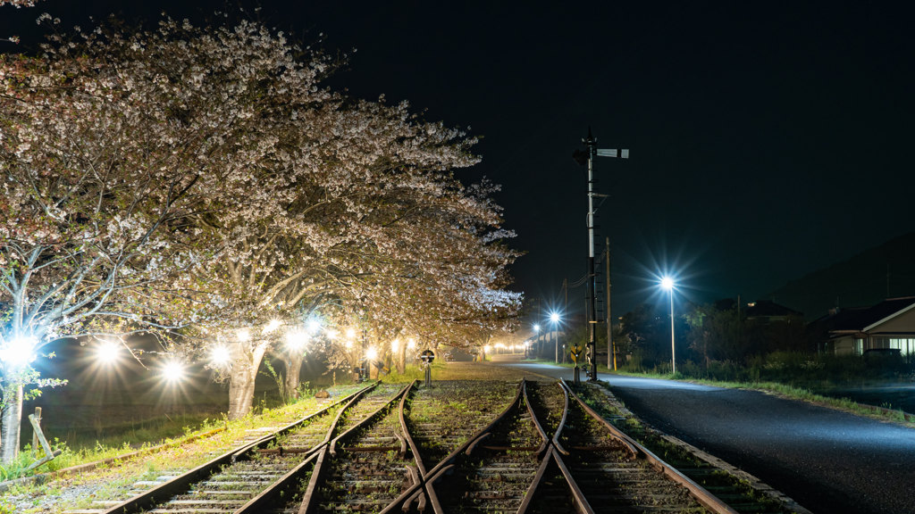 夜桜