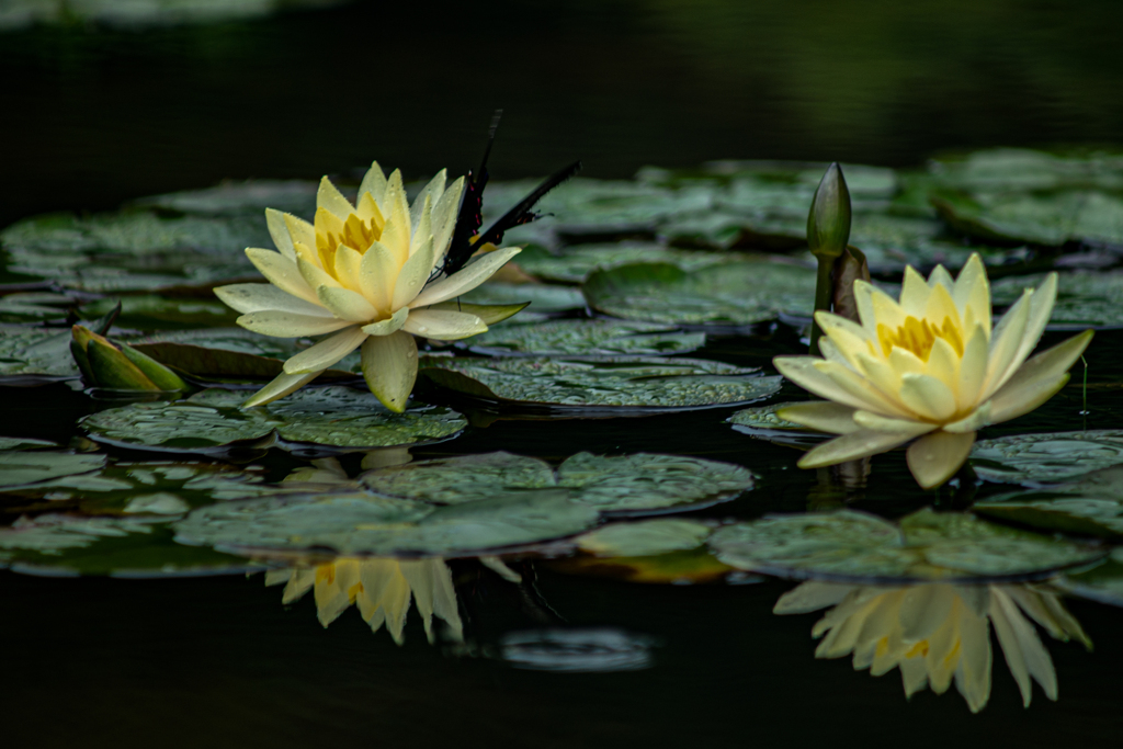 Water lily (睡蓮）