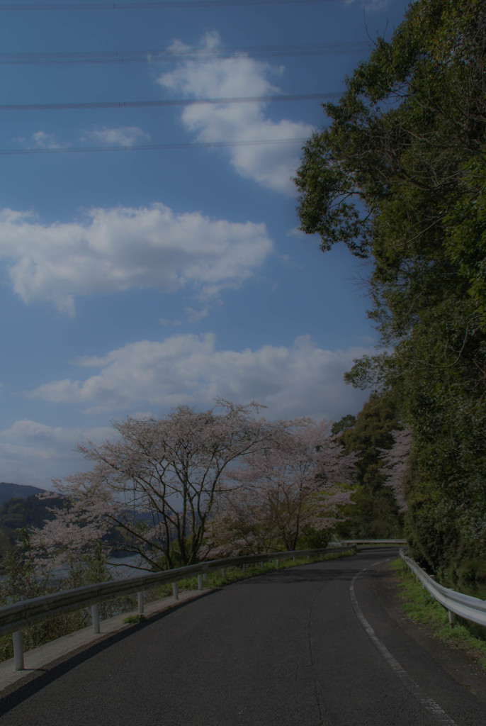桜の道（Cherry blossom road）5