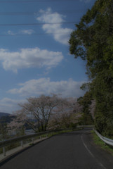 桜の道(Cherry blossom road)5