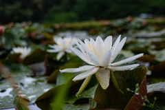 睡蓮　　白　　雨の後