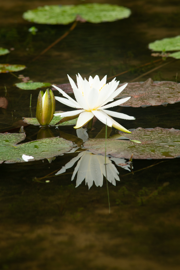 睡蓮（Water lily）