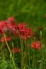 ヒガンバナ（曼珠沙華　cluster amaryllis）　５