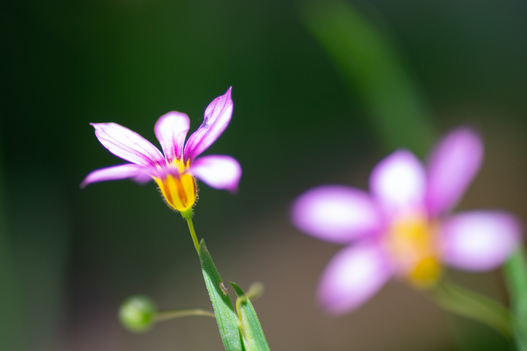 名前を知りません　ぐすん