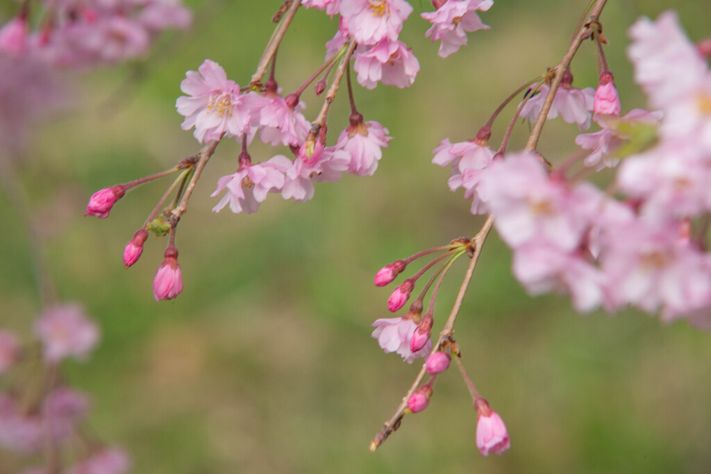 枝垂れ桜３