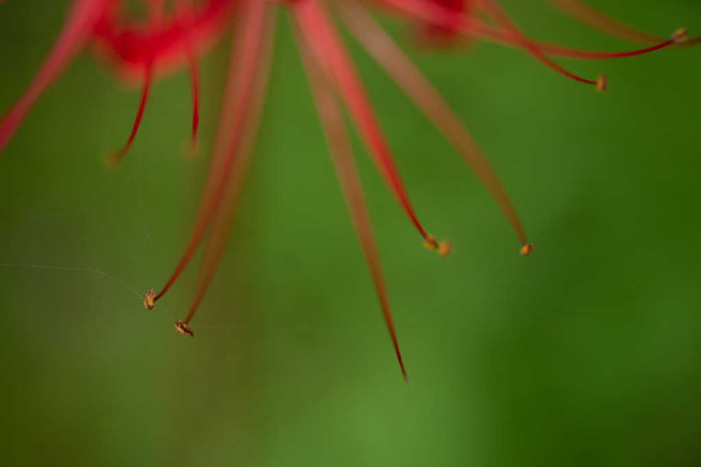ヒガンバナ（曼珠沙華　cluster amaryllis）