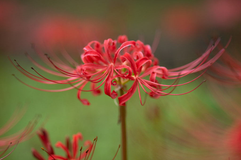 ヒガンバナ（曼珠沙華　cluster amaryllis）　３
