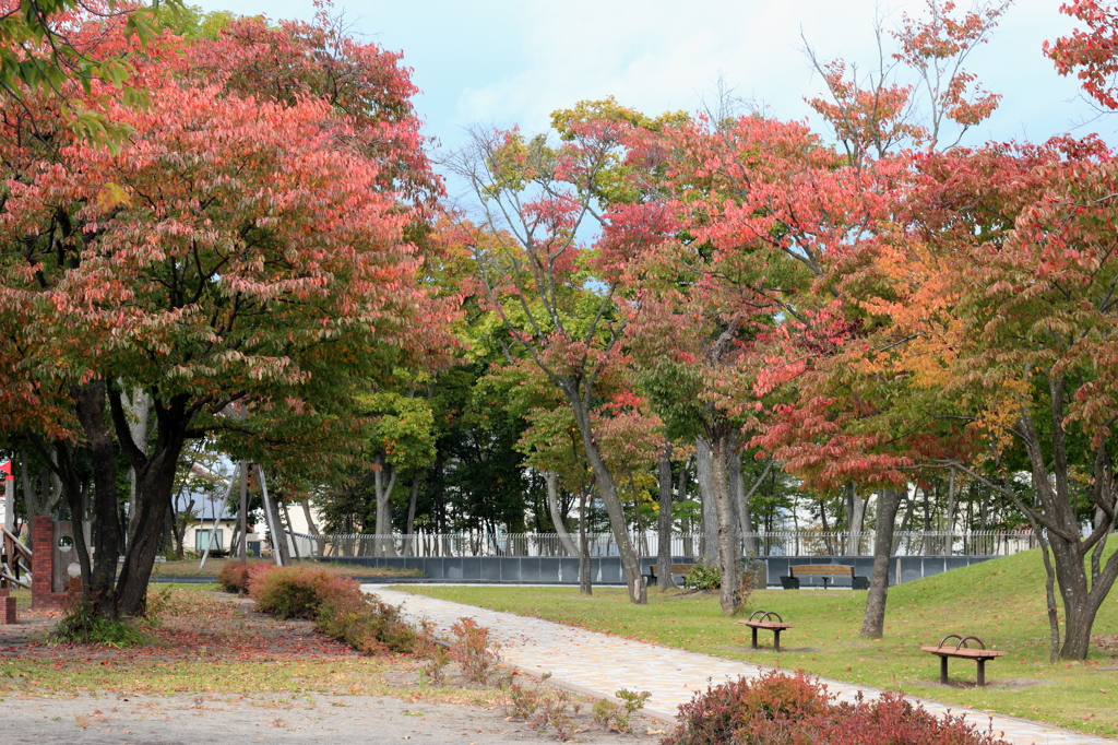 拓勇公園紅葉
