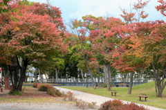 拓勇公園紅葉