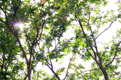 拓勇公園。夏です。