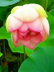 「花蓮の季節」