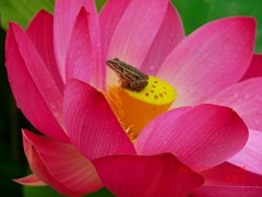 「花蓮の季節」