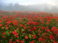 「レンゲツツジ咲く」