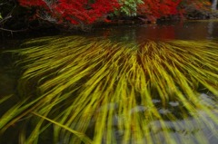 「水辺の紅葉」