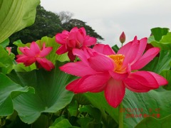 「花蓮の季節」