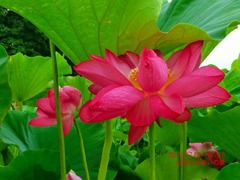 「花蓮の季節」