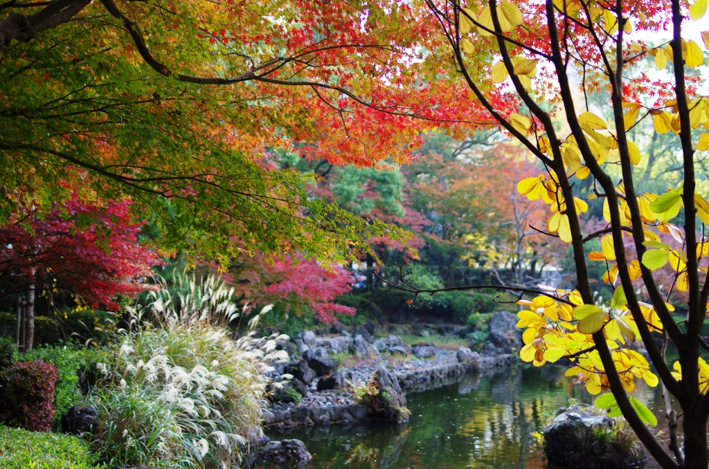 横浜公園　紅葉と池